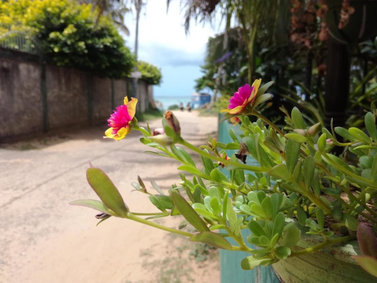 Julie Guest House Tangalle Exterior foto